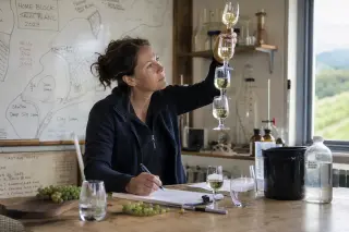 Winemaker analyzing Sauvignon blanc samples in a winery lab, natural light highlighting notes and vineyard maps in a candid, authentic setting.